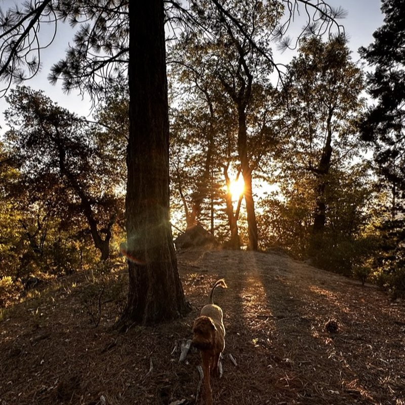 Private trail through the pines at sunset