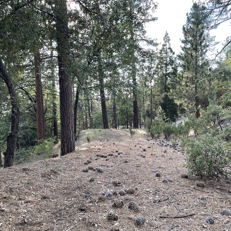 Private trail through the pines on the property